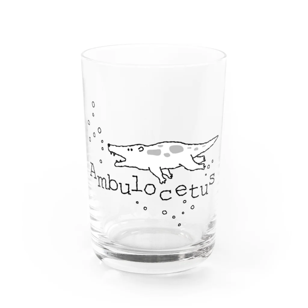 ホリゴメのアンブロケトゥス Water Glass :front
