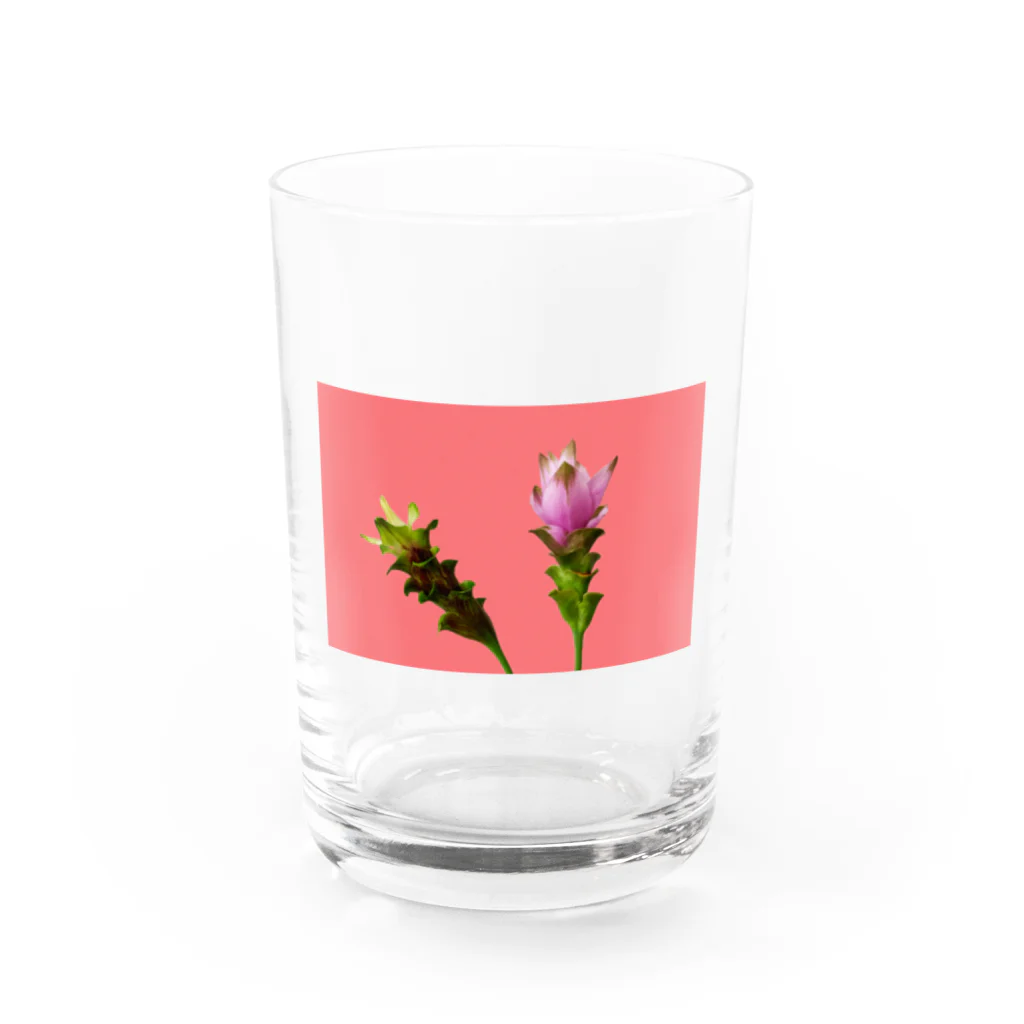 CALAKUEN(SOIL)のCurcuma alismatifolia -pink Water Glass :front