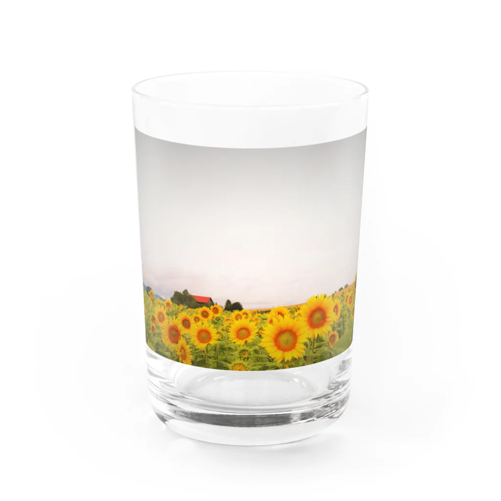 namonaki_hituziのひまわり Water Glass :front