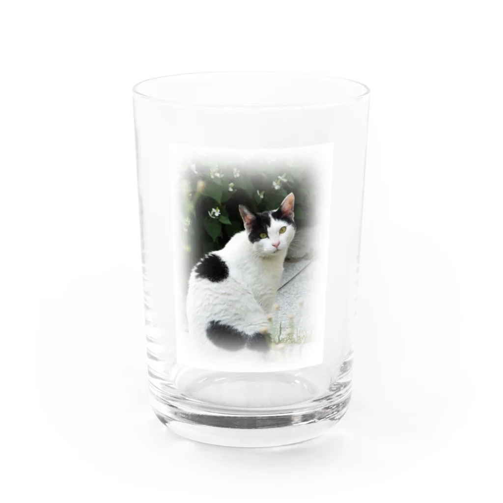 JikenShopの見返り猫 Water Glass :front