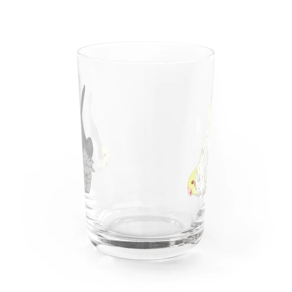 オカメインコ定点観測の（2羽）オカメインコのおしりはふわふわ Water Glass :front