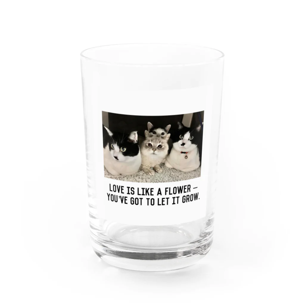 おだちゃんと7匹の猫たちの4兄妹 Water Glass :front