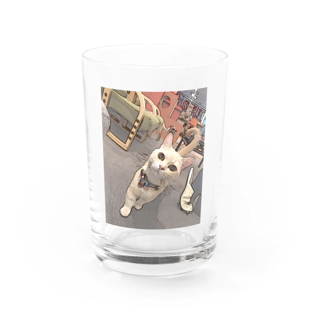 AOI(26)のねこたゃん Water Glass :front