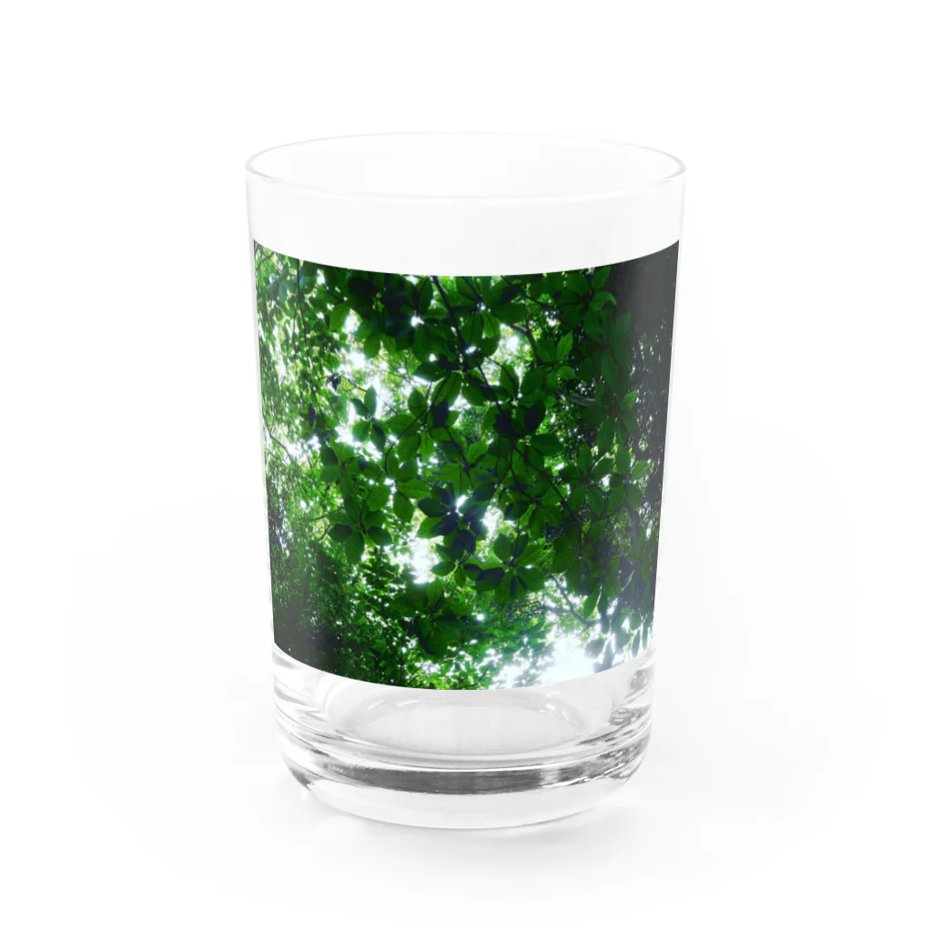 Tesoroの光の葉 Water Glass :front