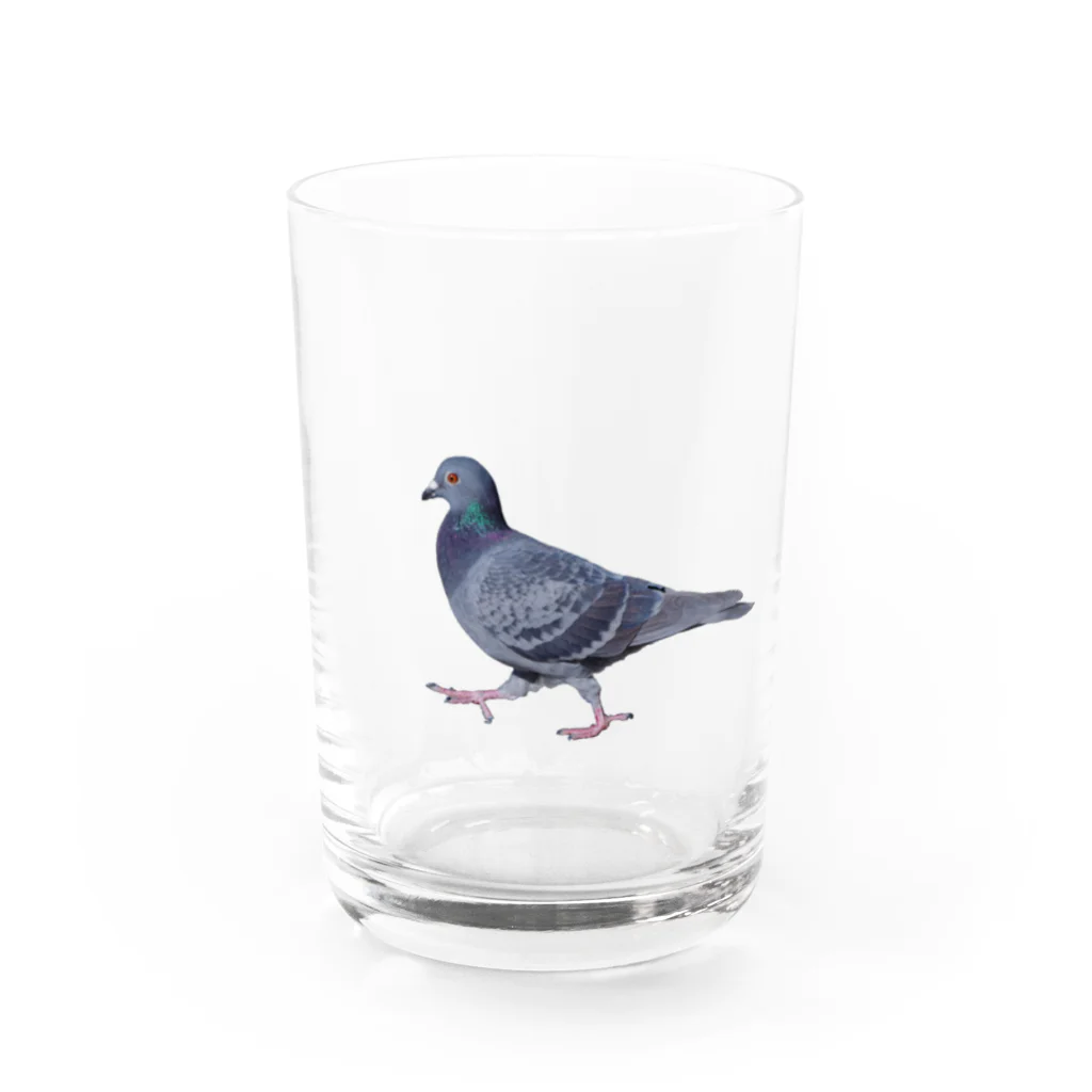 行方不明のドバトが見つかったの行方不明のドバト_鳩 Water Glass :front