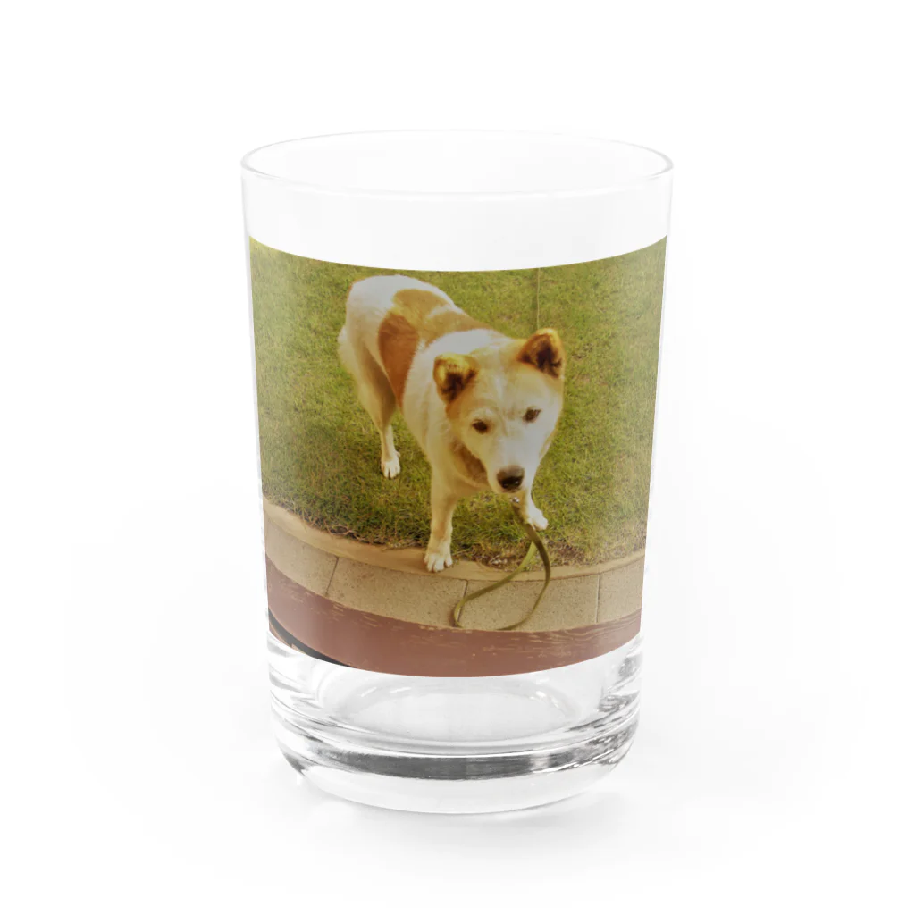 えっちゃんのミックス犬　エリフ Water Glass :front