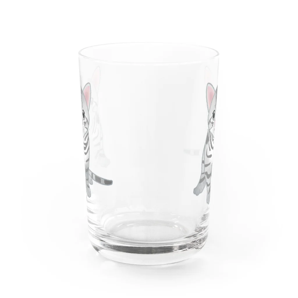 itaxmenworksのもう猫なんて嫌い！アメリカンショートヘア Water Glass :front