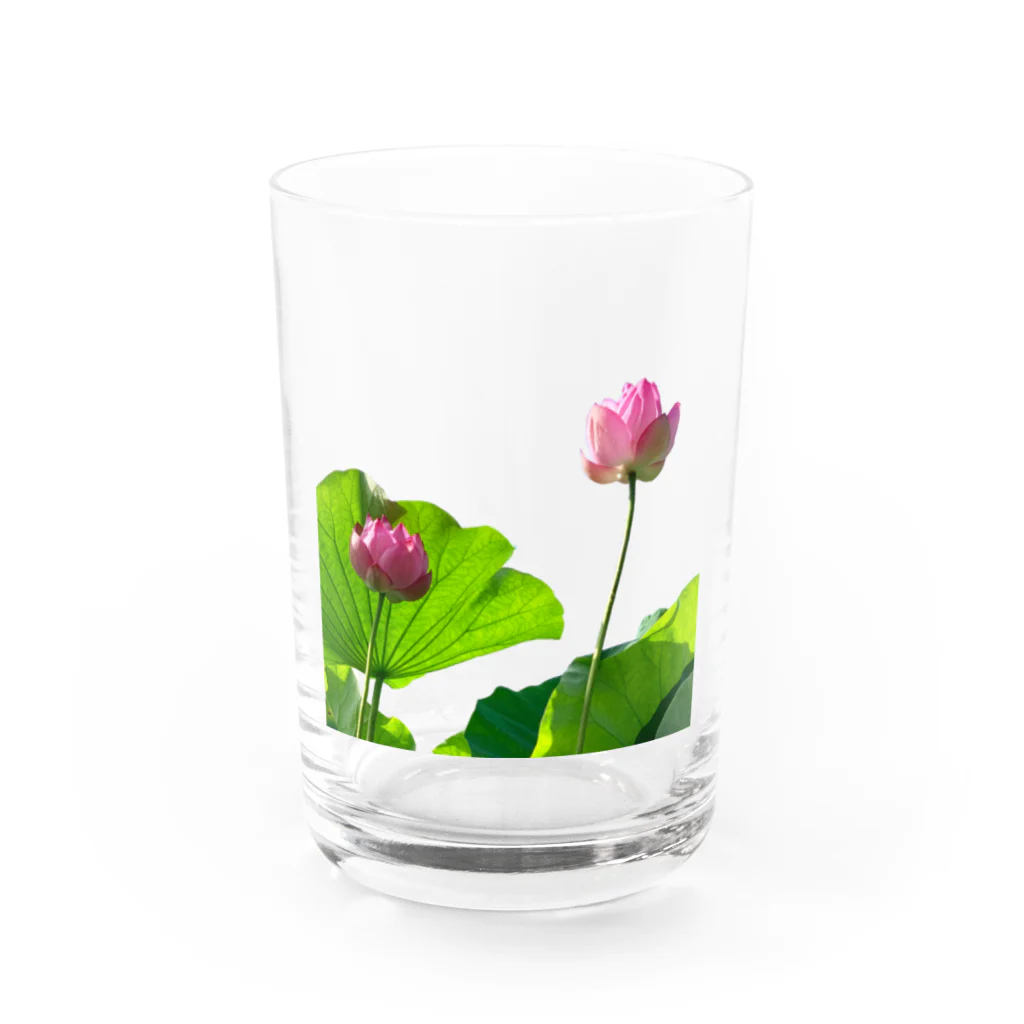 あるくろさんの蓮 Water Glass :front