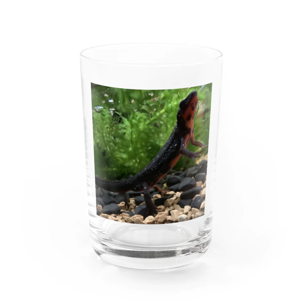 Kanjiのシリケンイモリ Water Glass :front