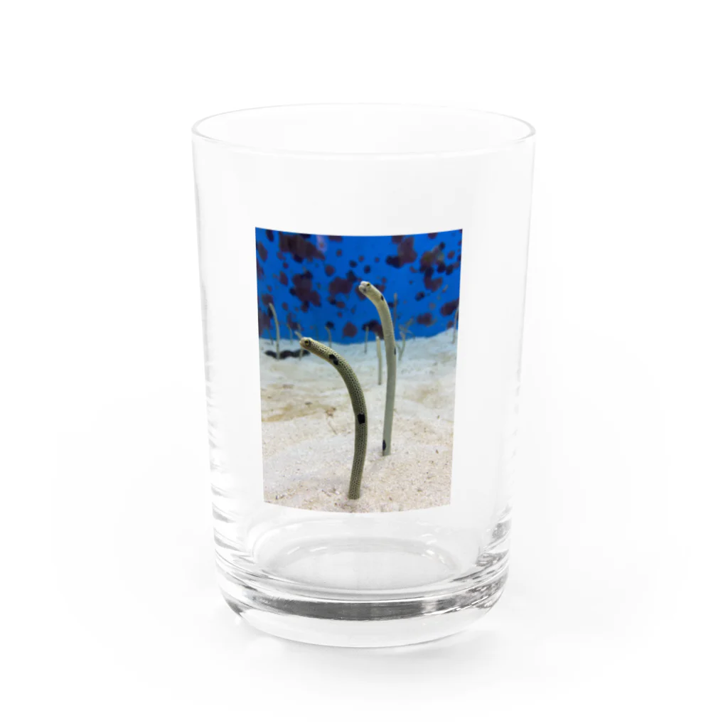Yuri ¨̮のチンアナゴ Water Glass :front