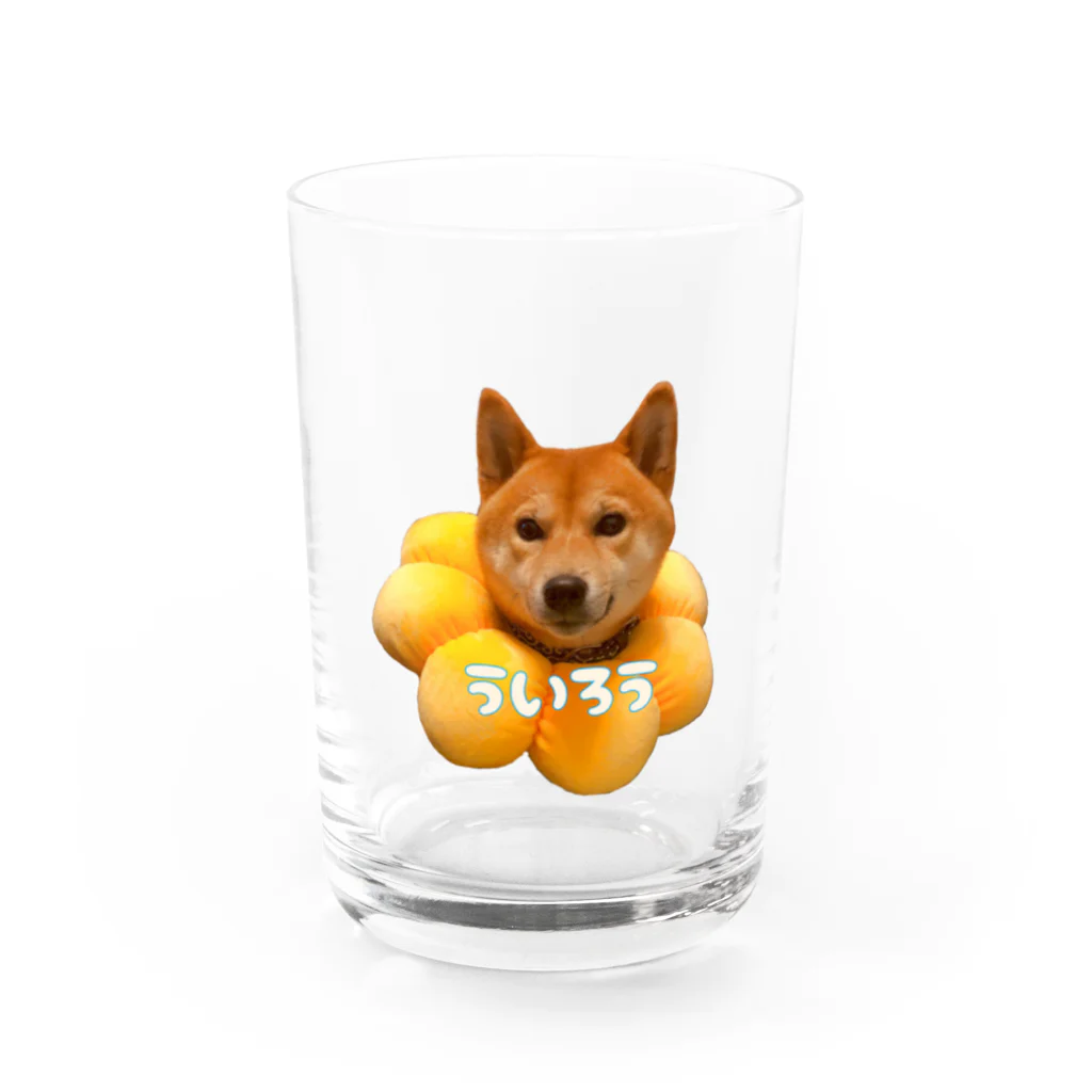 xxxxの柴犬のういろう Water Glass :front