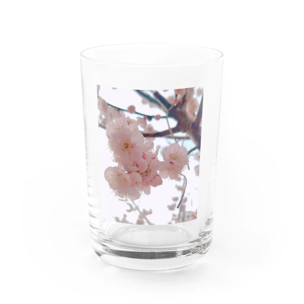 蒼の工房のおはな(梅) Water Glass :front