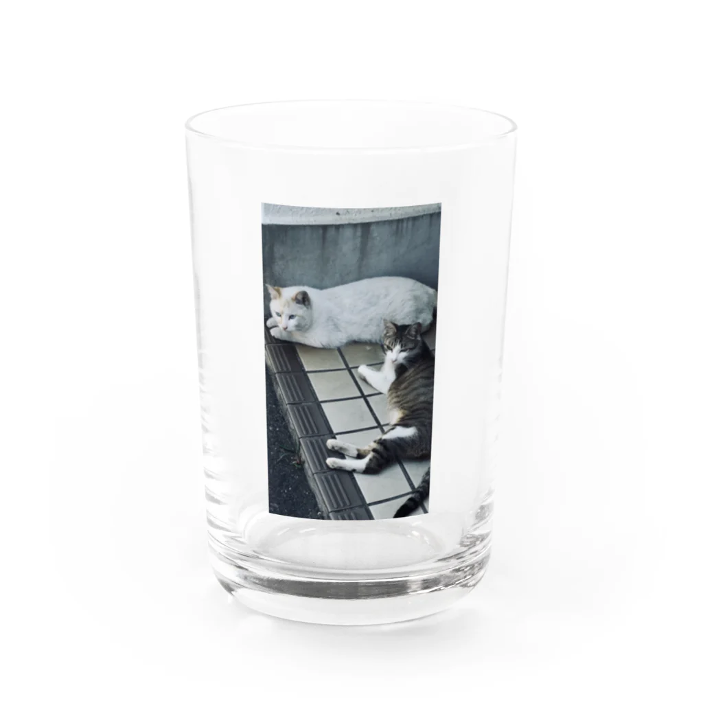 ナスボの野生の猫 Water Glass :front