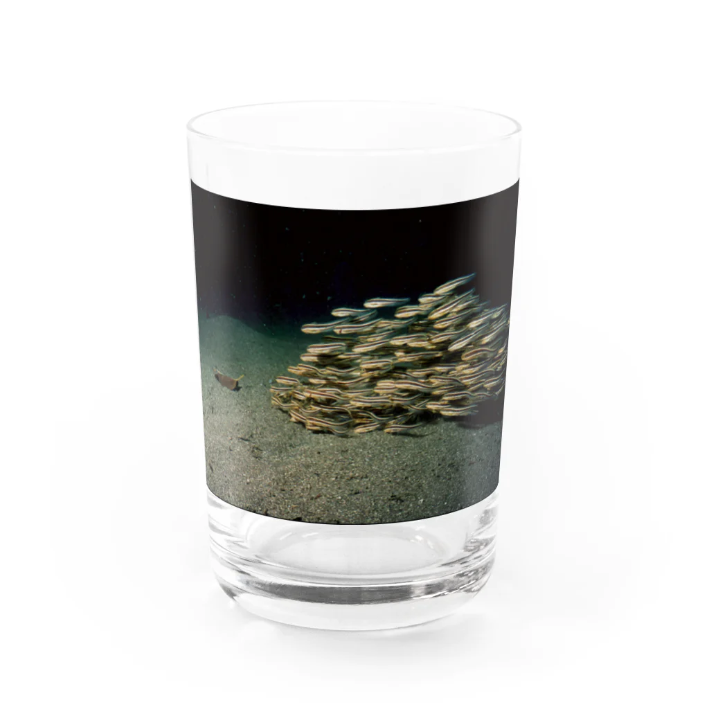 龍舞堂のゴンズイ Water Glass :front