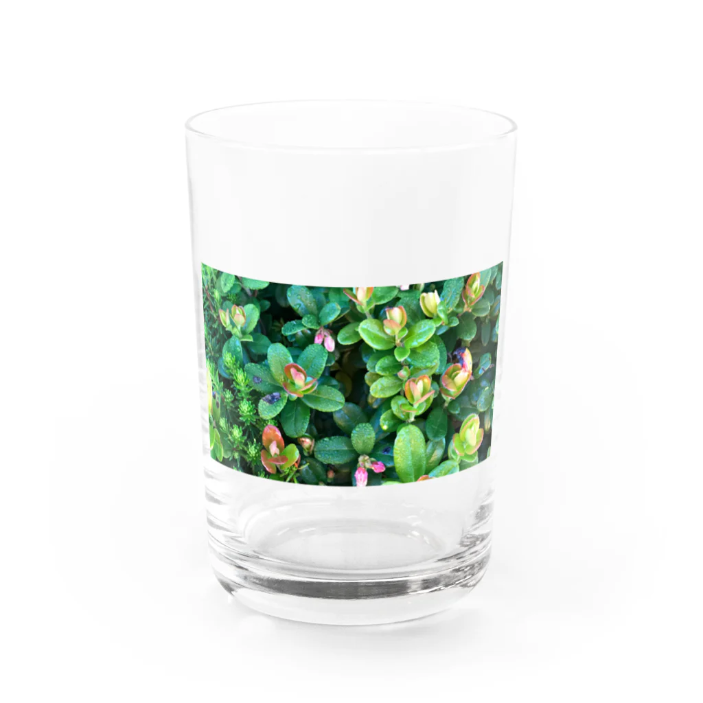 megu0328の乗鞍岳の高山植物 Water Glass :front