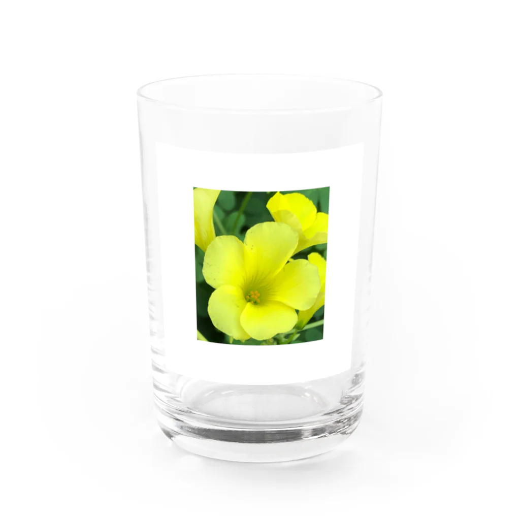 ムシロのお花 Water Glass :front