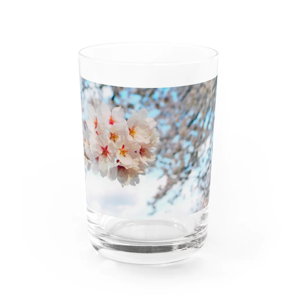 Tio Heartilの満開の桜 Water Glass :front