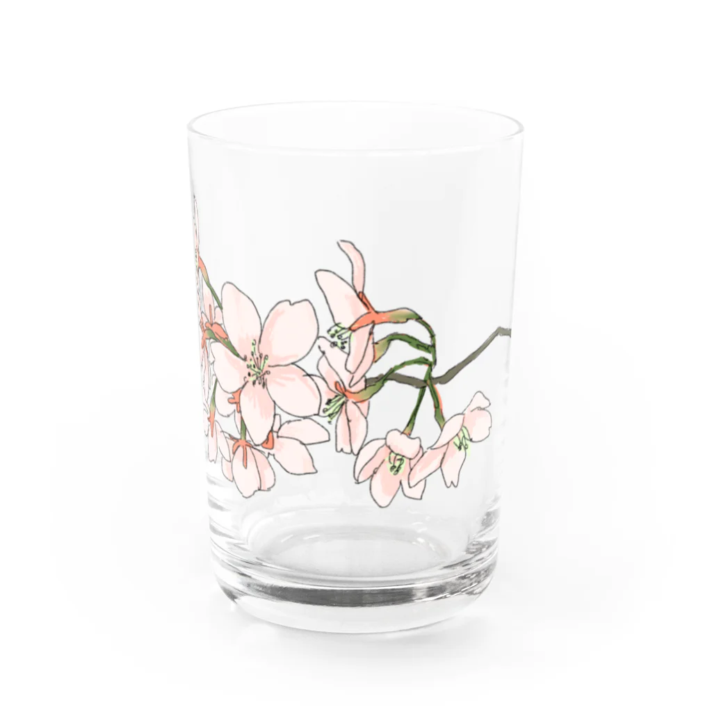 ヤングコーン市場の桜sakura Water Glass :front