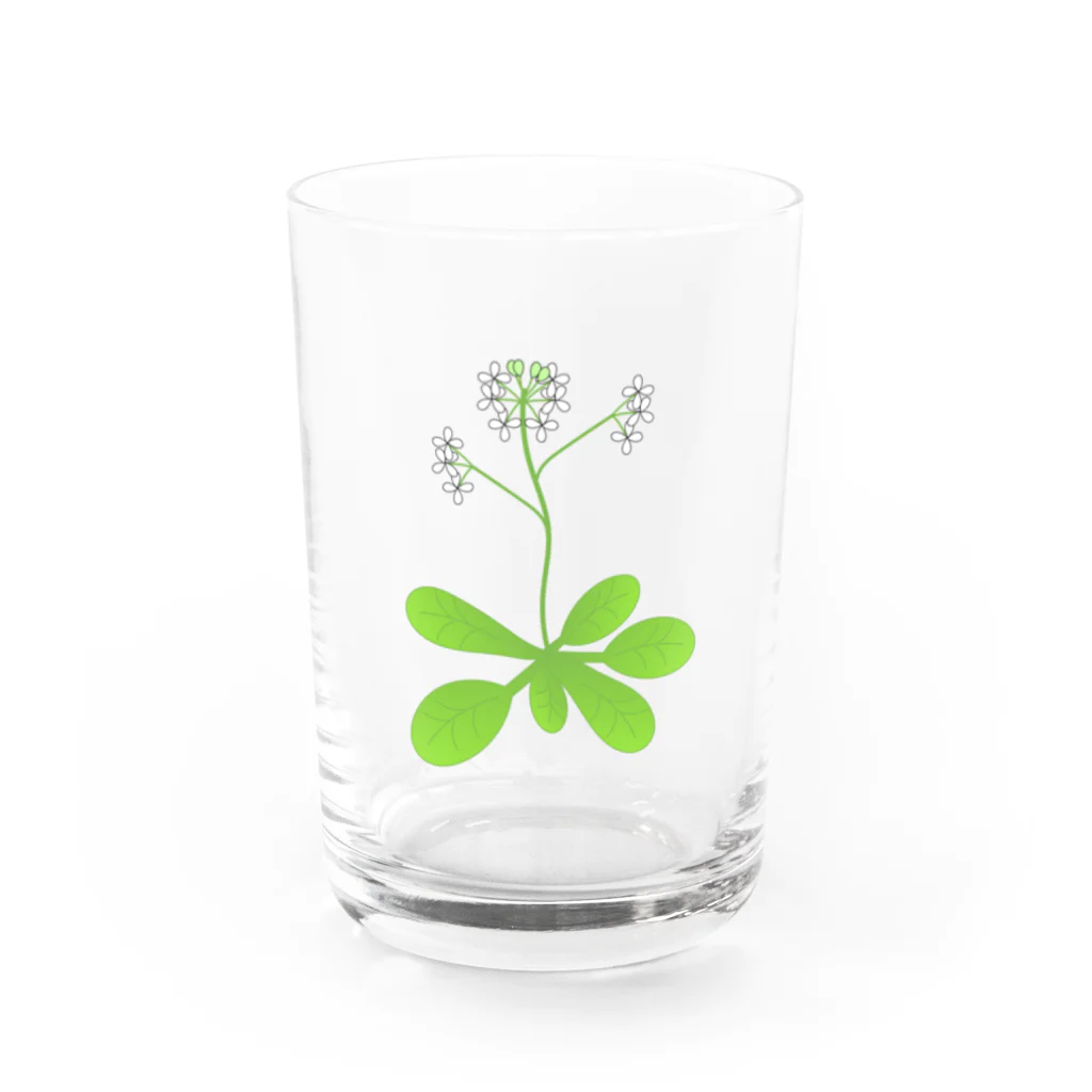 理系アイテムや生き物のお店のシロイヌナズナ Water Glass :front