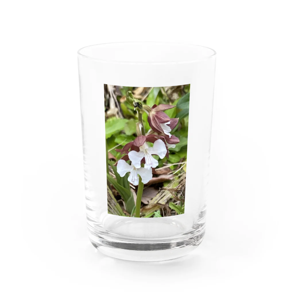 yotarosuzuriのお庭のお花ちゃんエビネ Water Glass :front