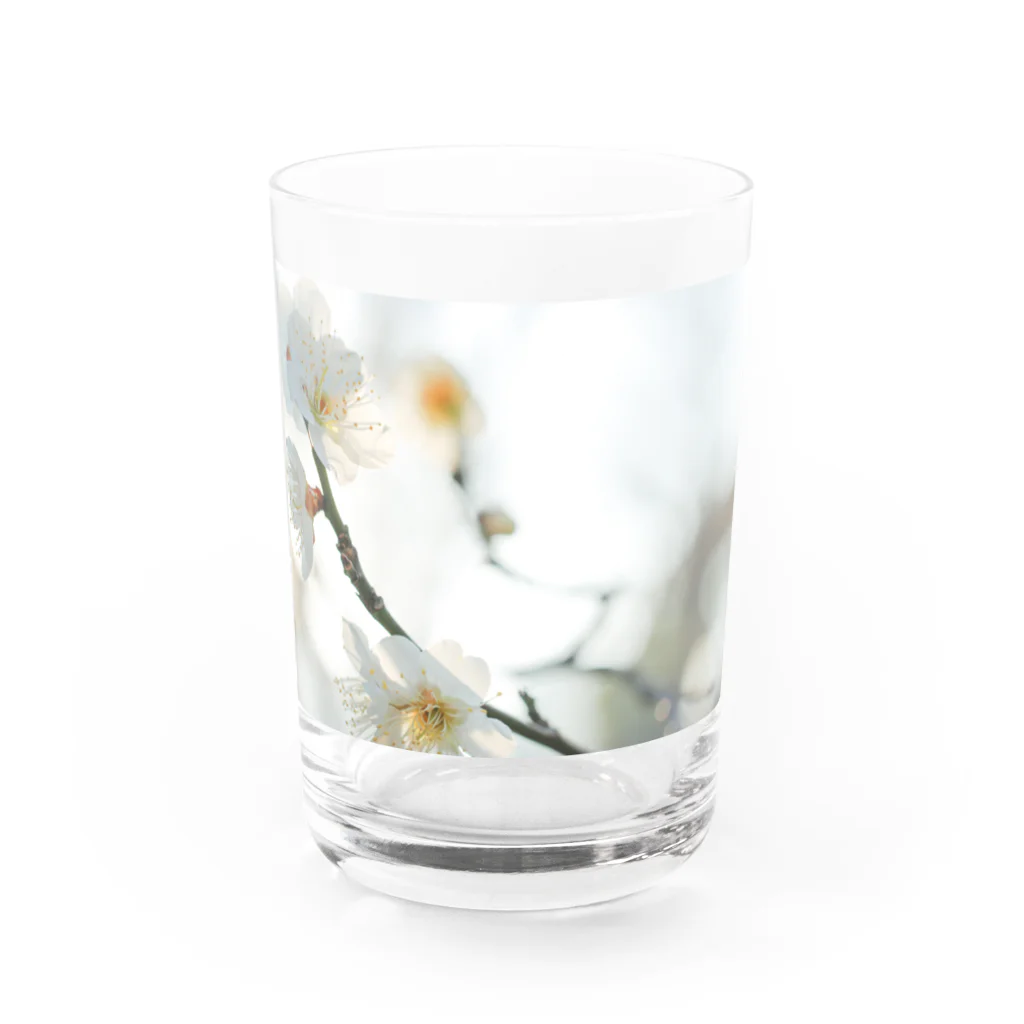 はち / きまぐれハチログの白い梅 Water Glass :front