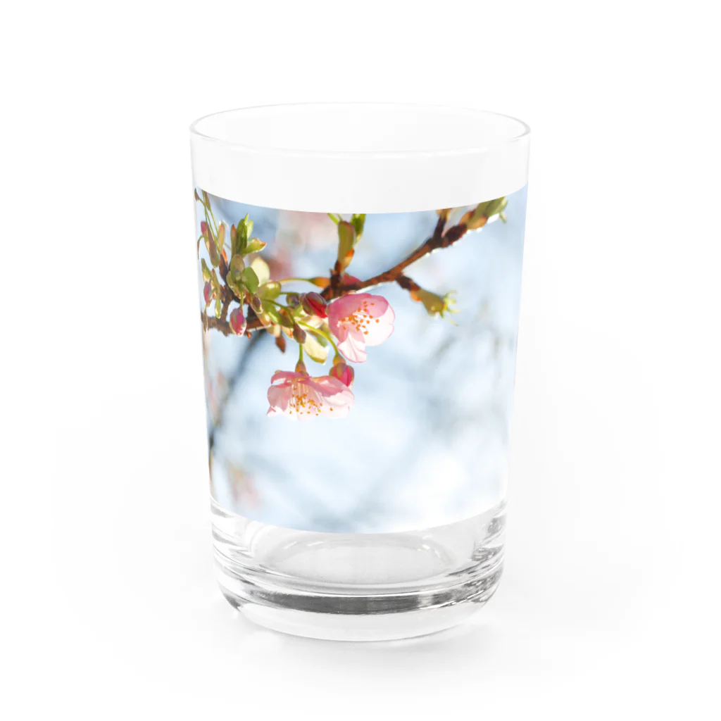 はち / きまぐれハチログの桜 Water Glass :front