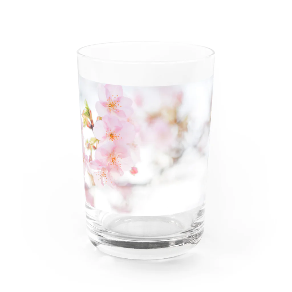 はち / きまぐれハチログのさくら Water Glass :front