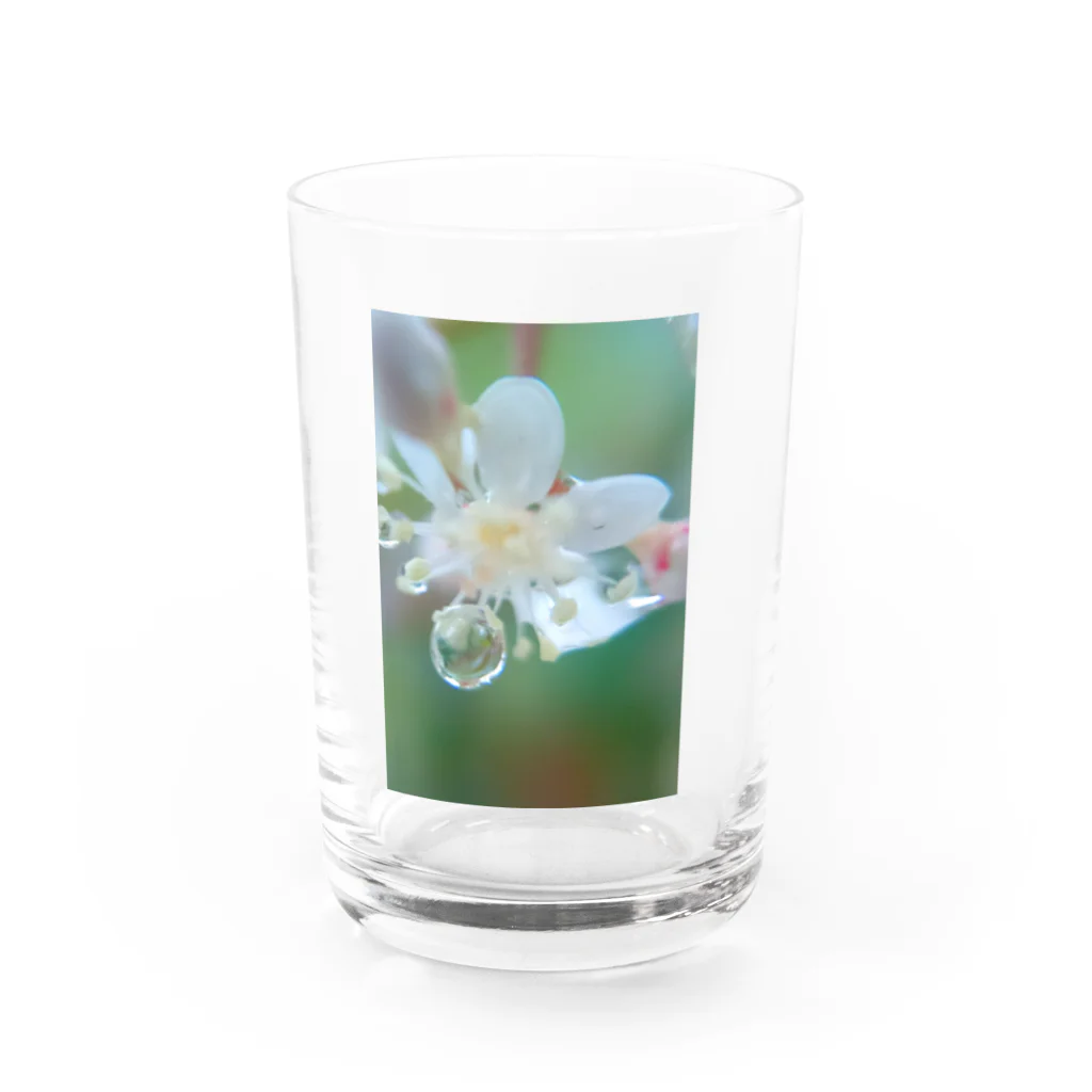 望美【写真】の花雫A Water Glass :front