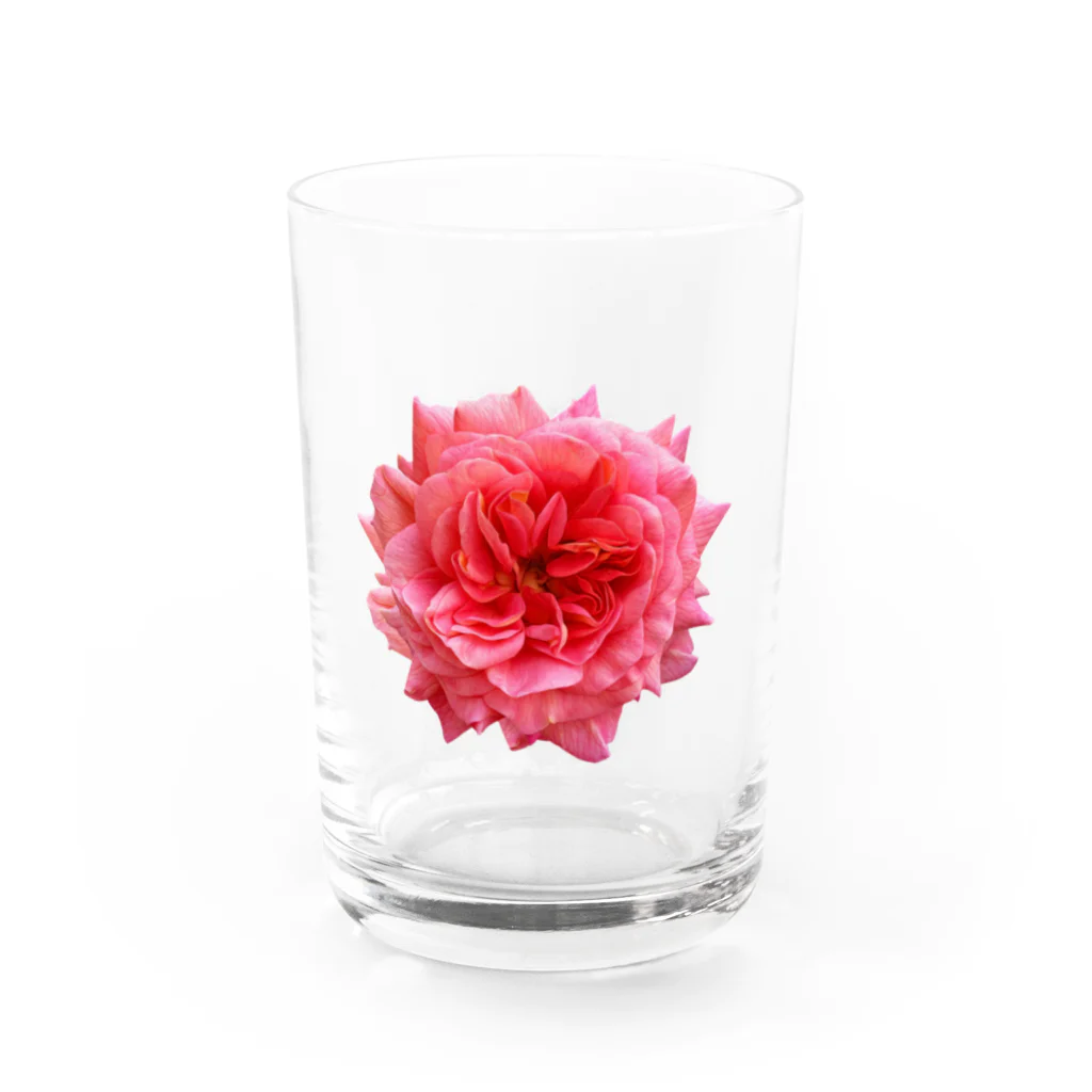 コマタヒチの【キザにキマる】爛々と咲く濃いピンクの薔薇 Water Glass :front