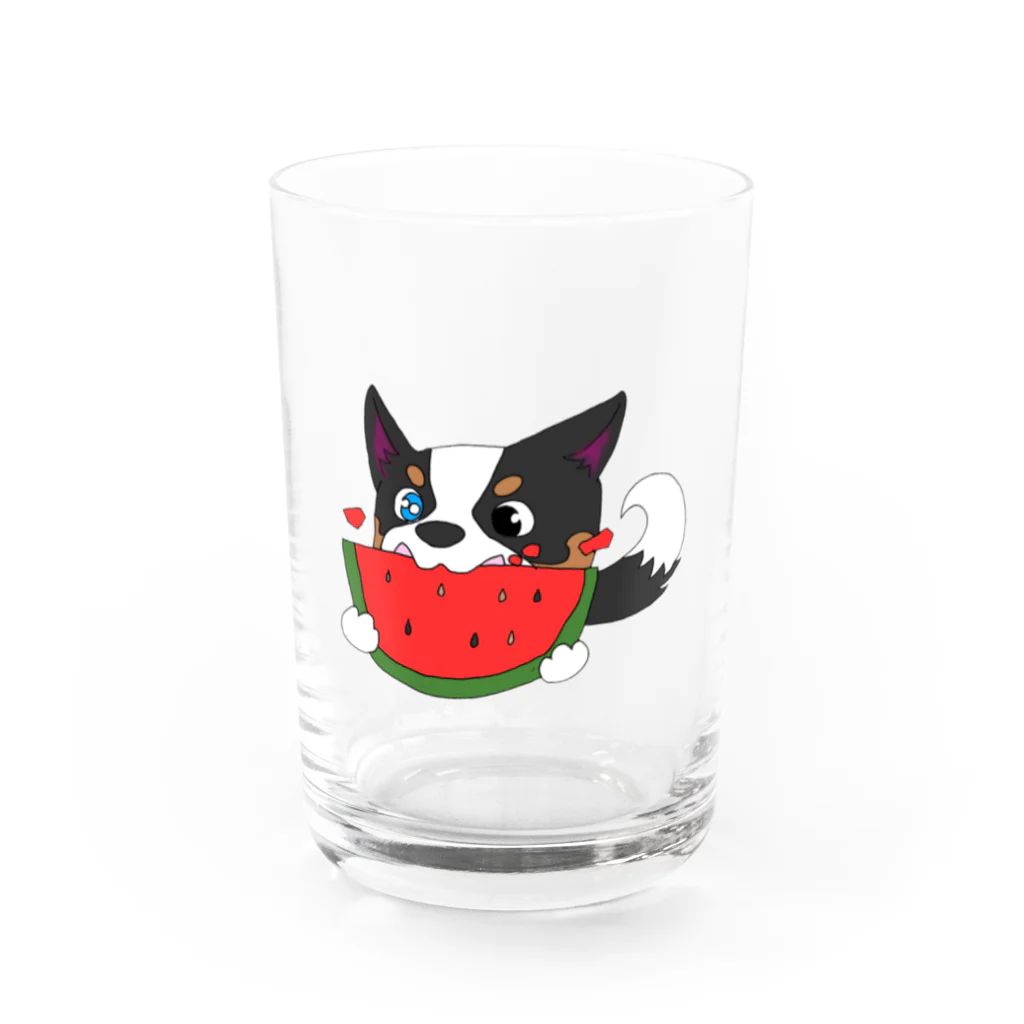 滝さんちの6コギ(コーギー)のスイカにかぶりつく帆(セイル) Water Glass :front