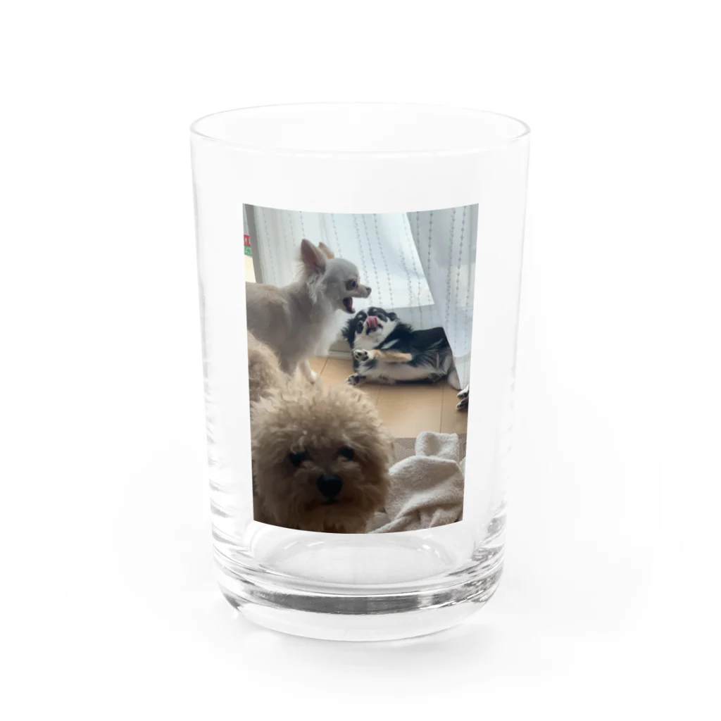 チワワ＆ビショプーの全力じゃれっこ Water Glass :front