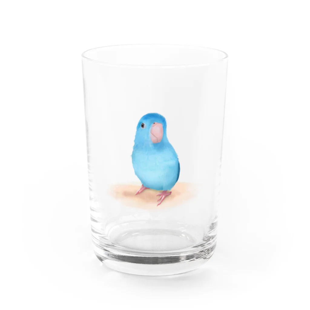 まめるりはことりのブルーマメルリハ【まめるりはことり】 Water Glass :front