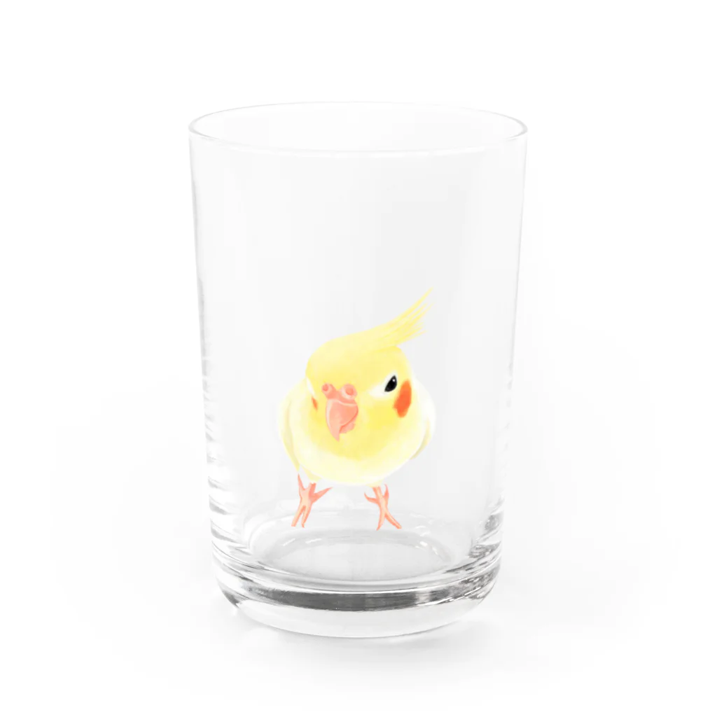 まめるりはことりのオカメインコ　おすましルチノー【まめるりはことり】 Water Glass :front