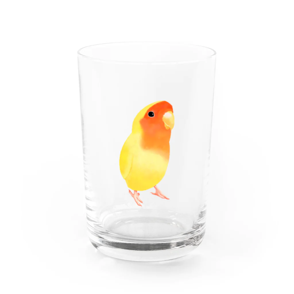 まめるりはことりのコザクラインコ　おすましルチノー【まめるりはことり】 Water Glass :front