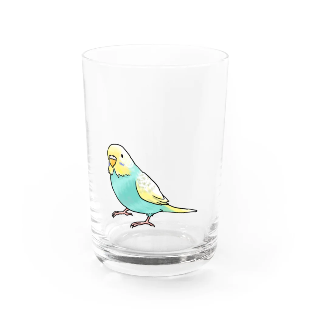 まめるりはことりのごきげんセキセイインコ【まめるりはことり】 Water Glass :front