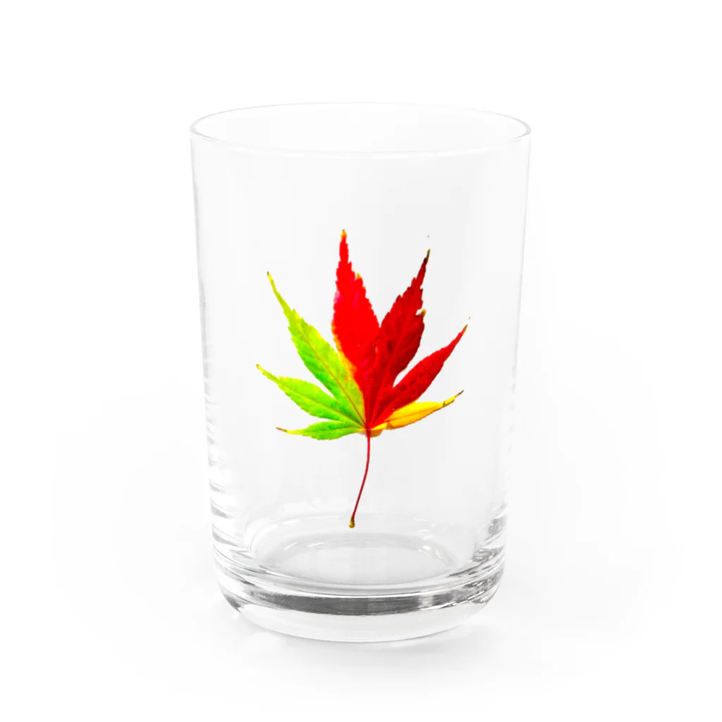 ryota@音楽/絵/英語/笑顔/猫/読書の紅葉経過中 Water Glass :front