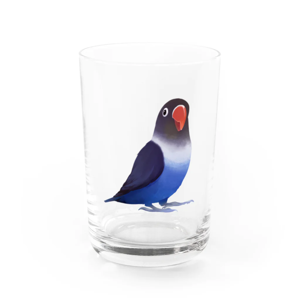 まめるりはことりのボタンインコ　おすましコバルトブルー【まめるりはことり】 Water Glass :front