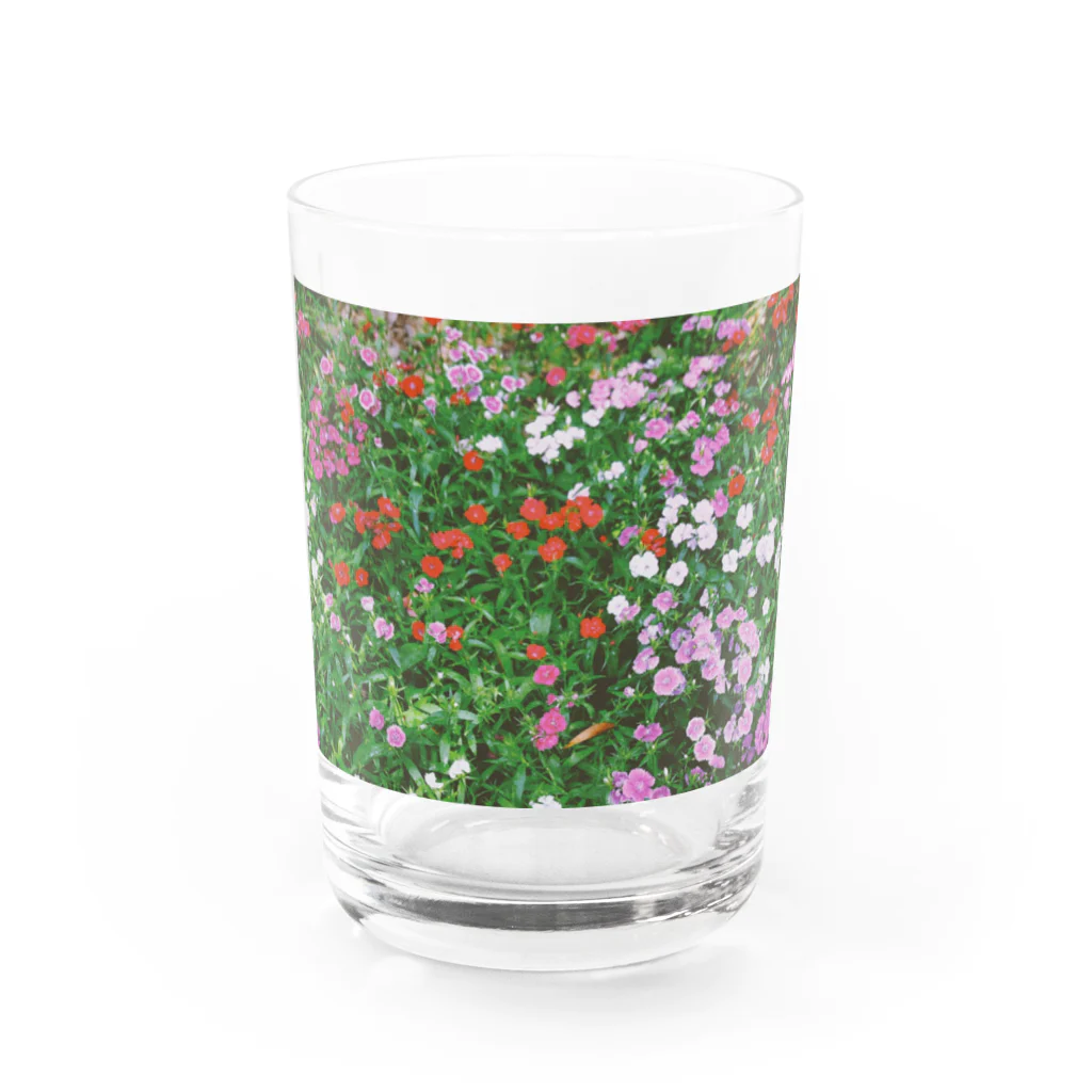 あこがれの花畑 Water Glass :front