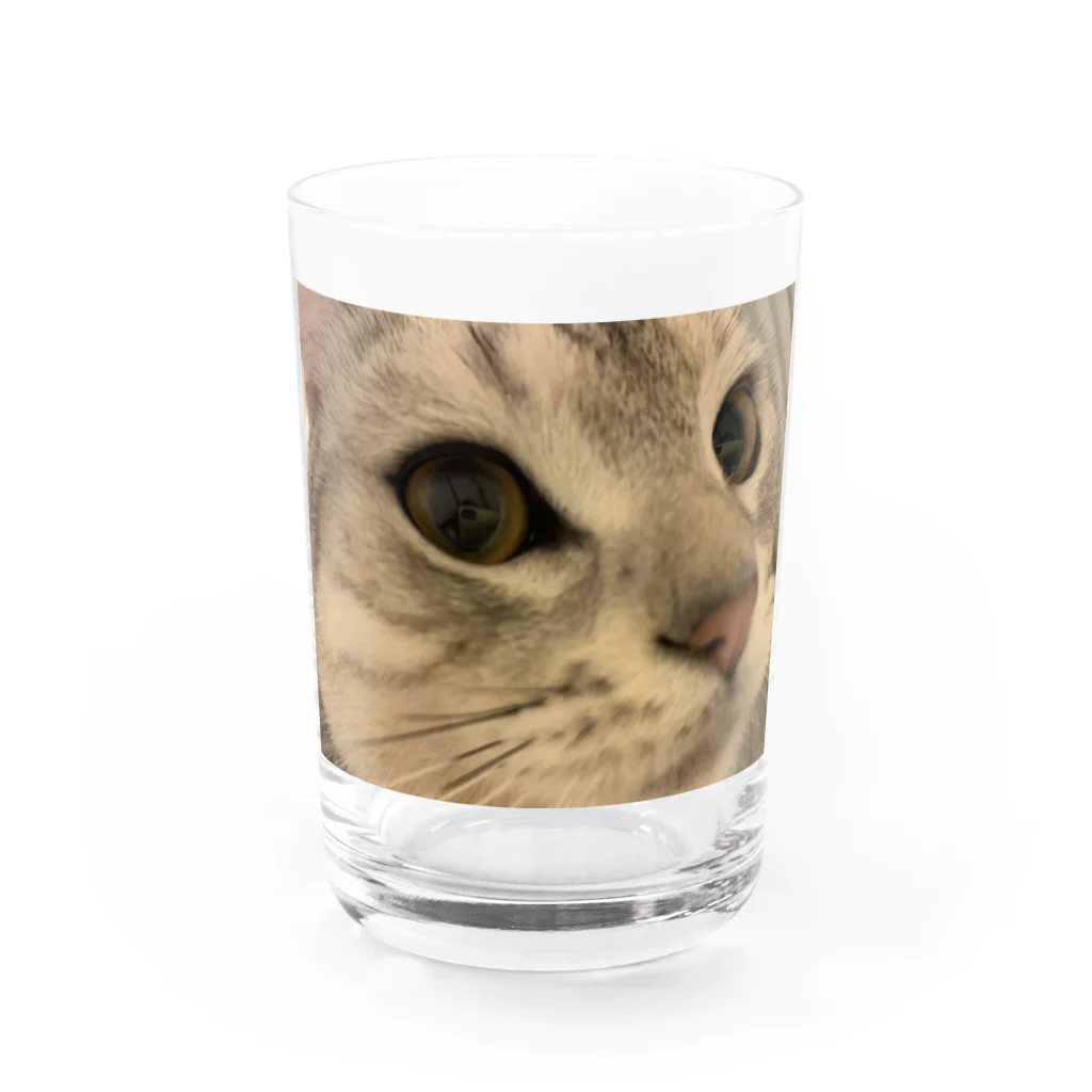 tomorunの猫好きさん＆アメショくん Water Glass :front