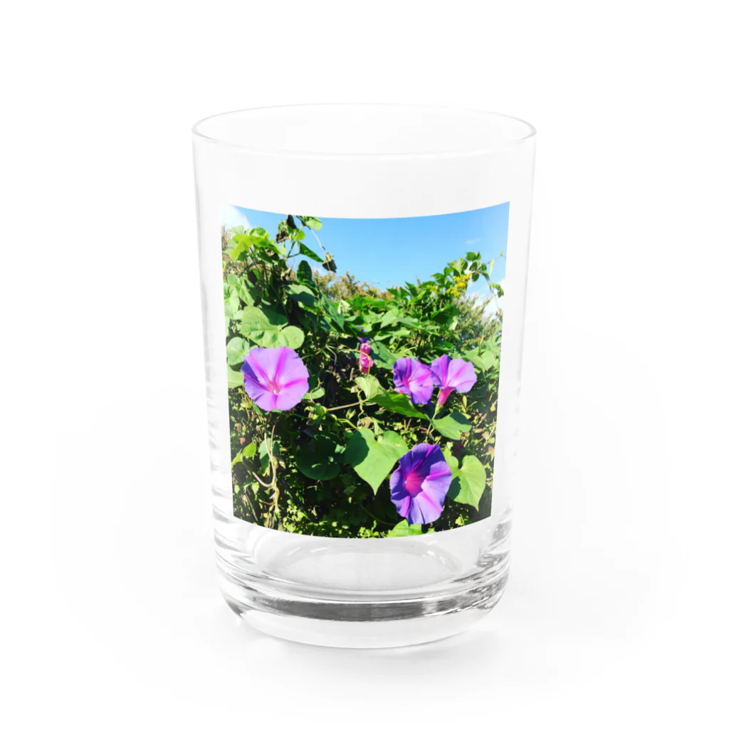 chachakoo5の夏の花 Water Glass :front