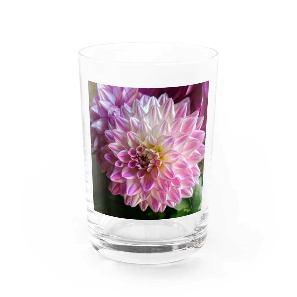 seide.blume～Ｄ＊Ｒ～のダリア Water Glass :front