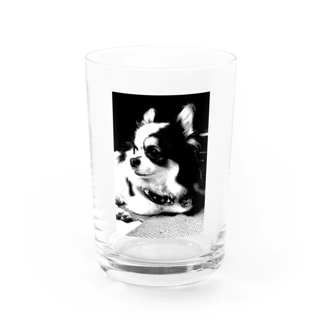 チワワのクレバーさんのドットチワワのクレバーさん Water Glass :front