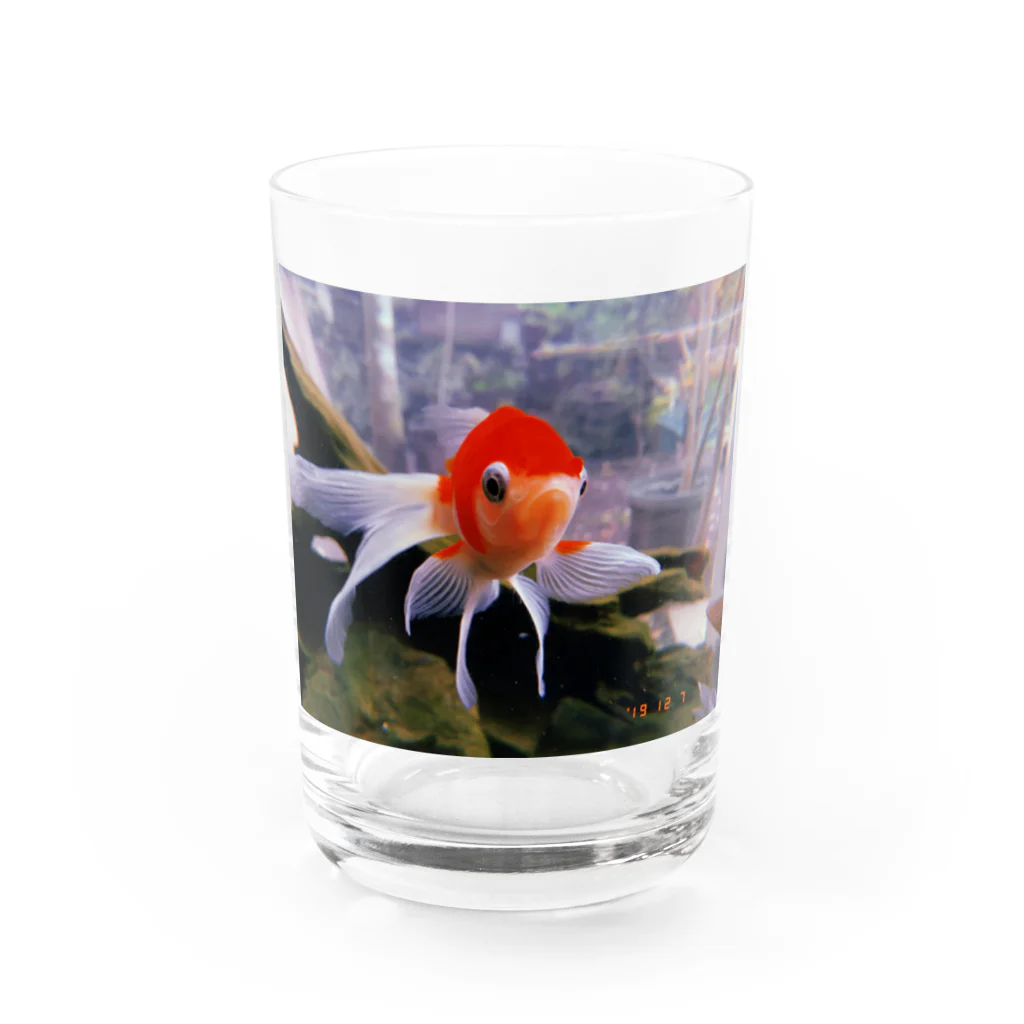 chavezの金魚 Water Glass :front