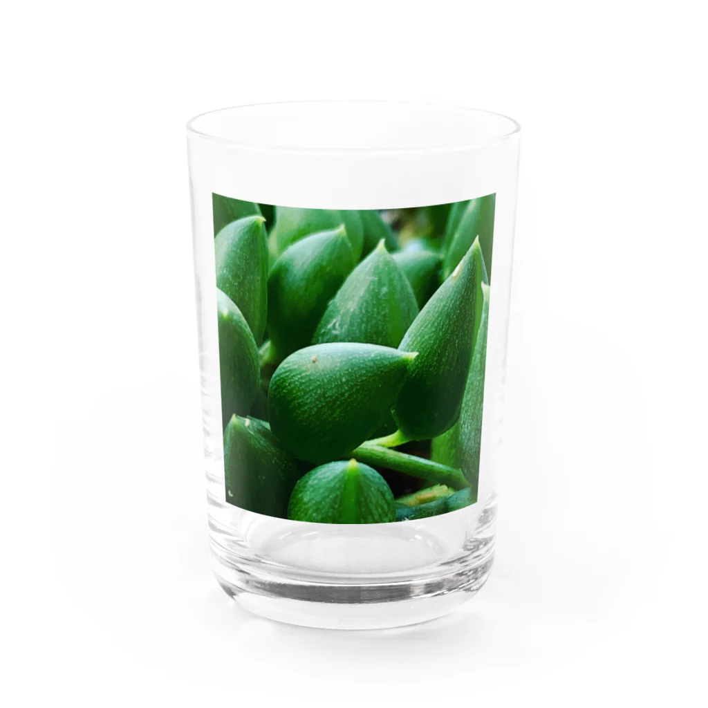 03damono🇯🇵の多肉植物 Water Glass :front