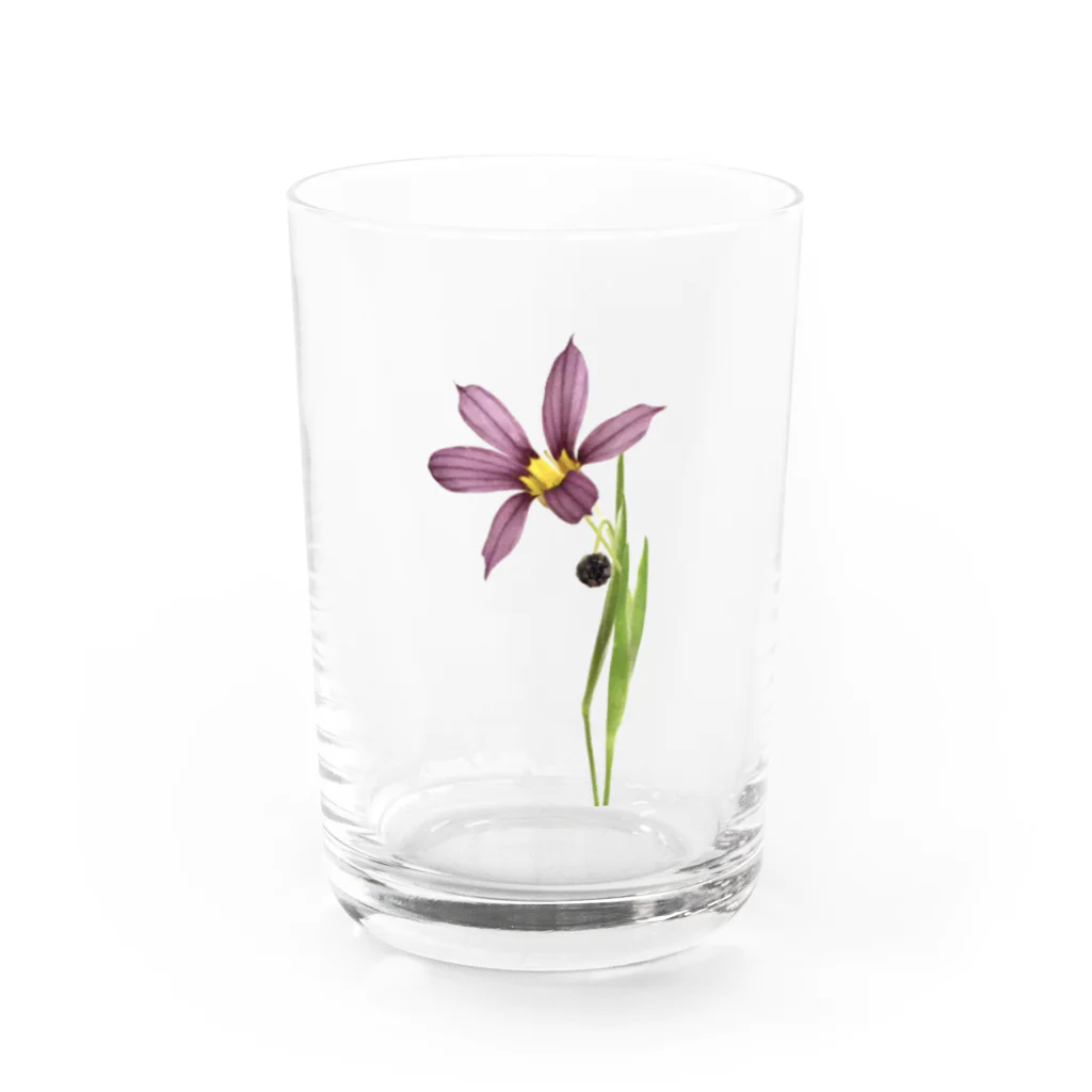 mkossguitarsの庭石菖/ニワゼキショウ Water Glass :front