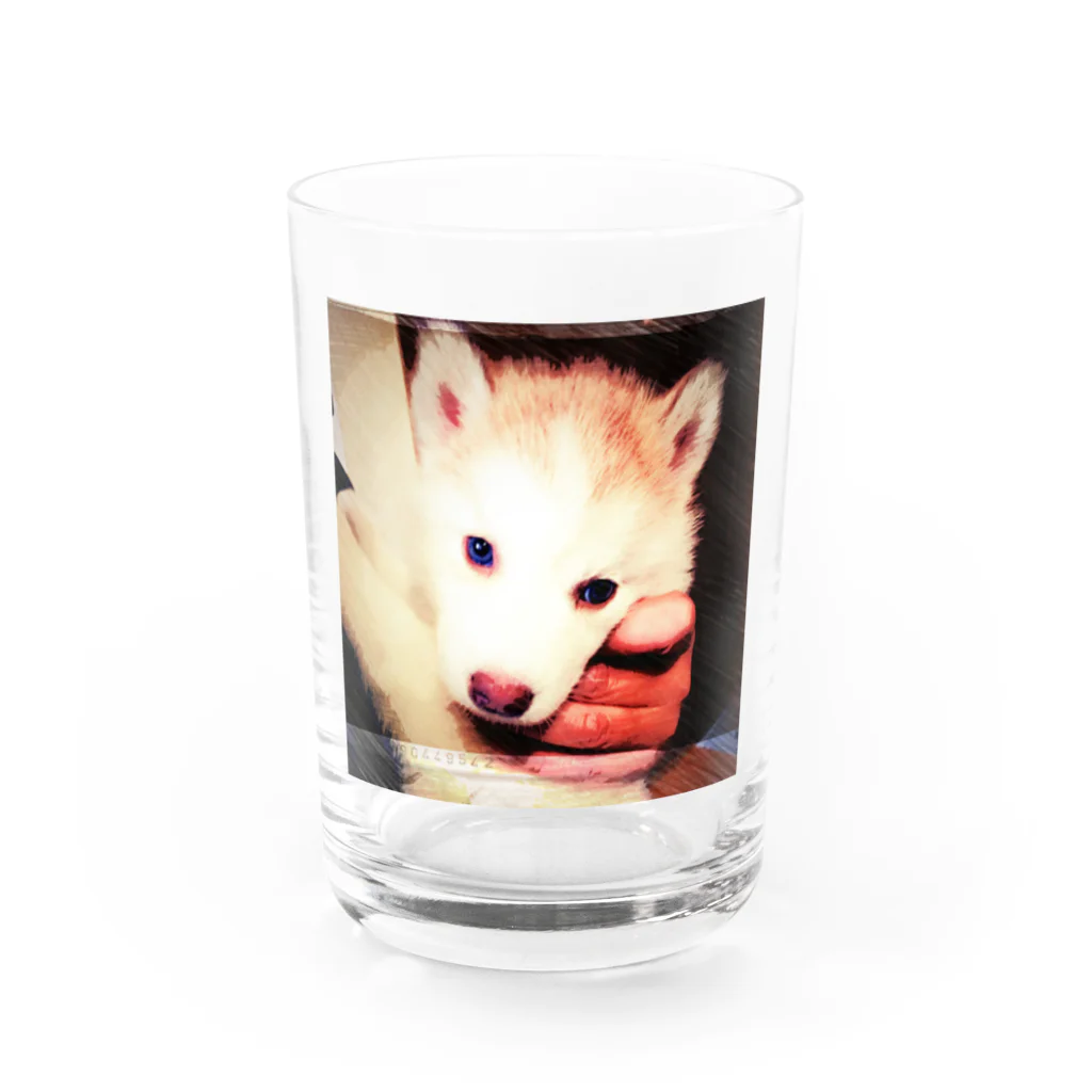 Husky'S Herb Gardenのちびっ子ハスキー チコリちゃん Water Glass :front