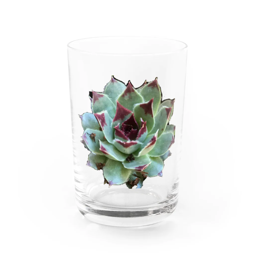 nanachan777の多肉植物　綾桜 Water Glass :front