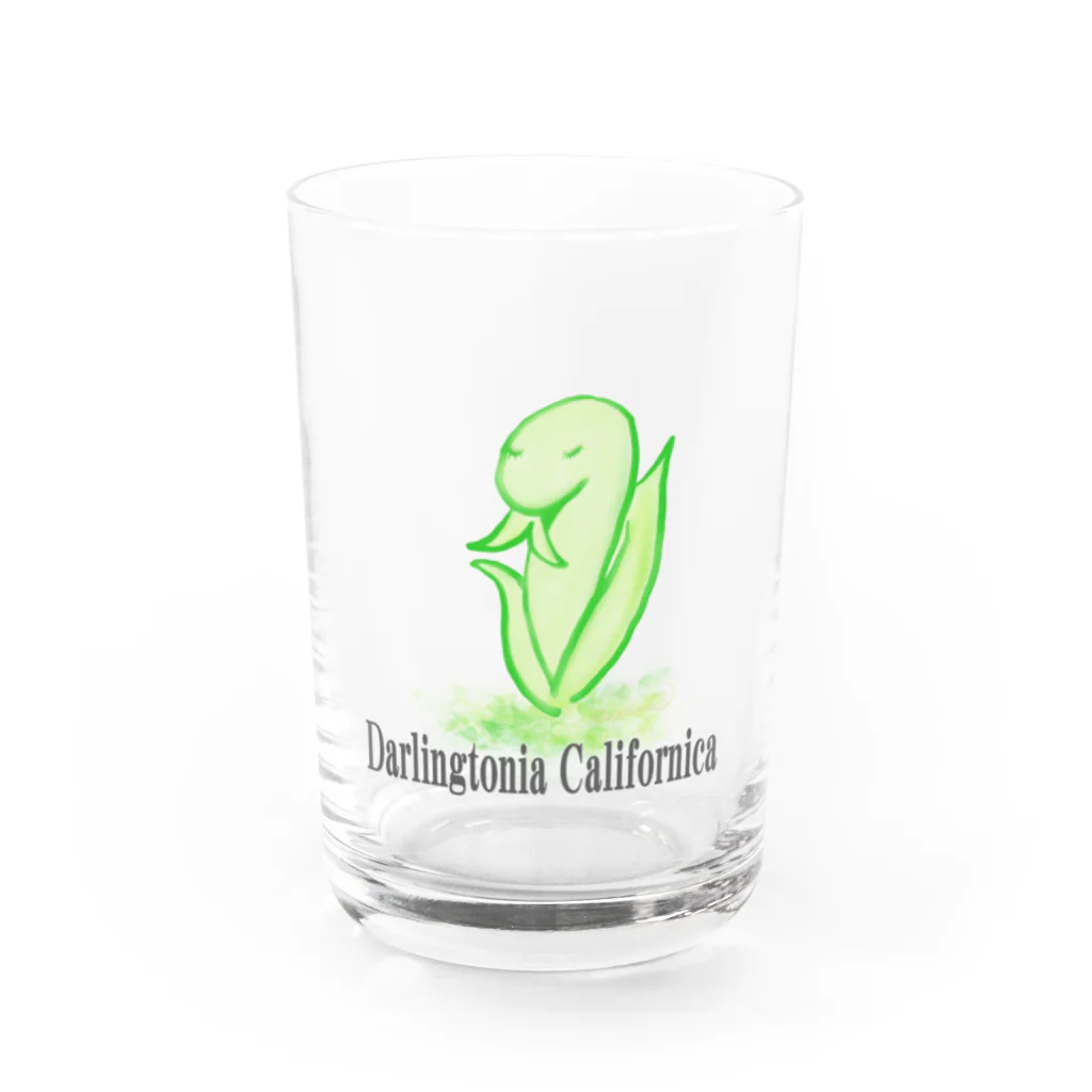 天使のやすらぎのDarlingtonia Californica Water Glass :front