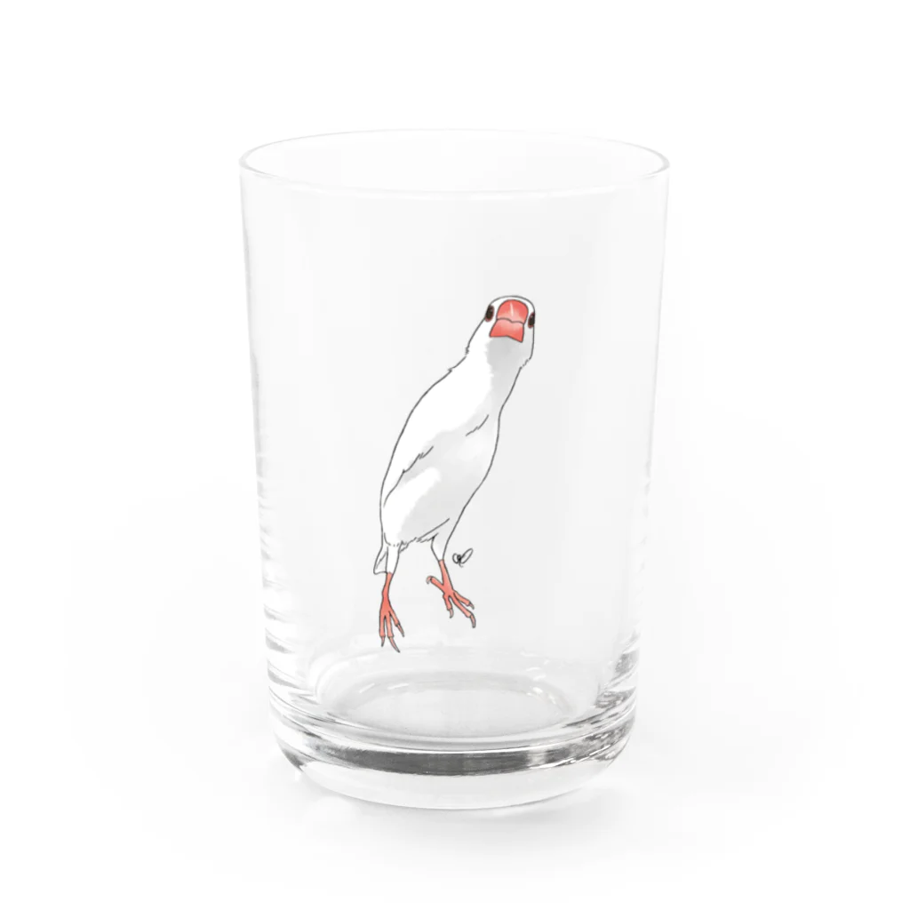 calcalののびのび白文鳥 Water Glass :front