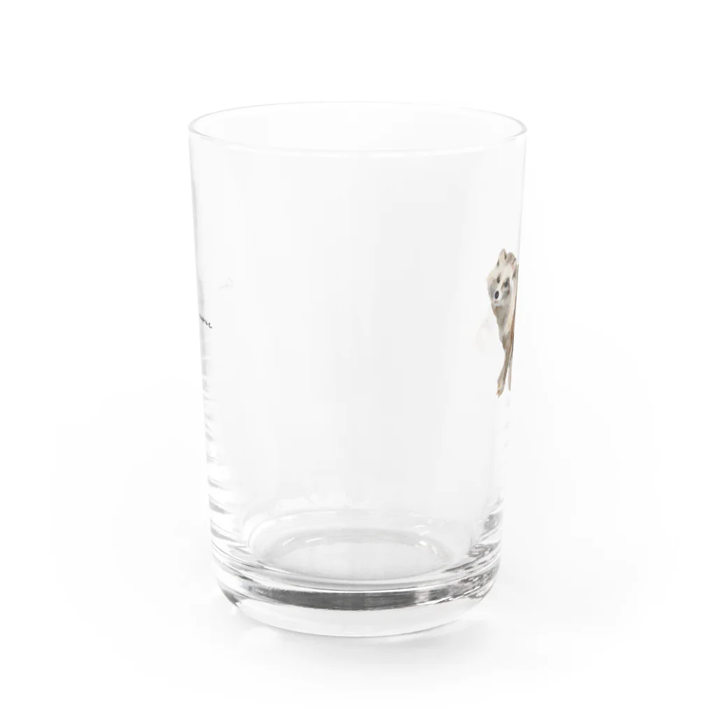 Canako Inoueのホンドタヌキ Water Glass :front